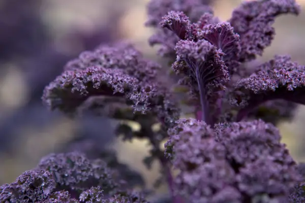 Purple kale leaves