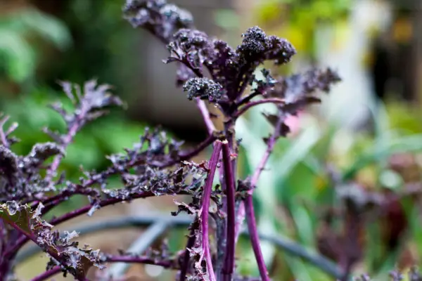 Damaged kale plant