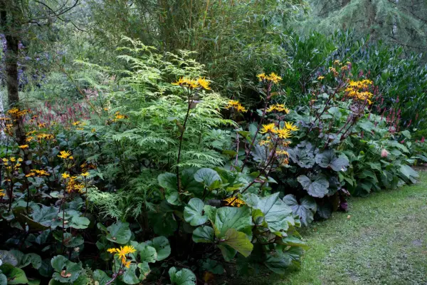 Ligularias growing in a moist border