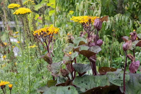 Ligularia 