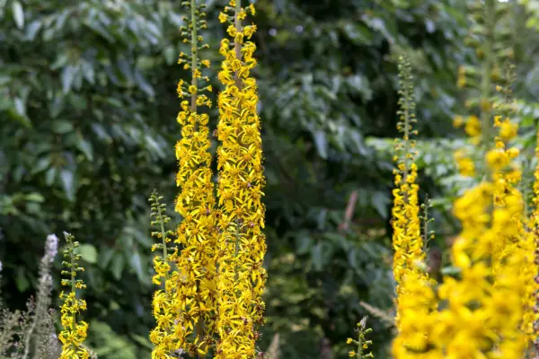 Ako pestovať ligularies