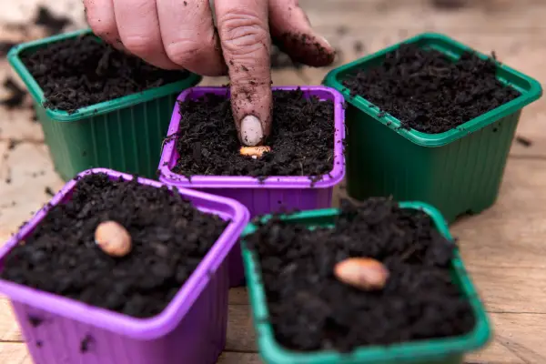 How to grow runner beans - sowing runner beans