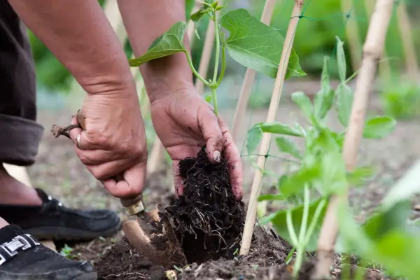 How to grow runner beans - planting out runner beans