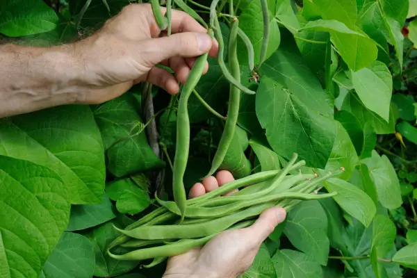 How to grow runner beans - harvesting runner beans