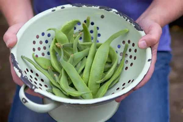 How to grow runner beans - storing runner beans