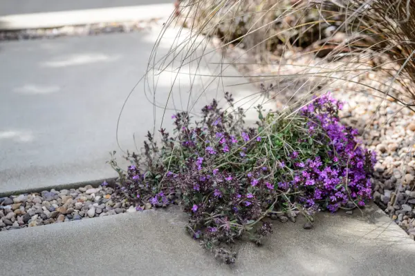 How to grow thyme - thyme growing in a path