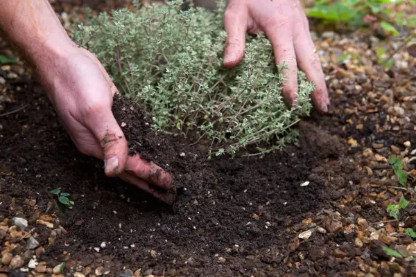 How to grow thyme - how to plant thyme