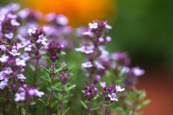 How to grow thyme - thyme in flower