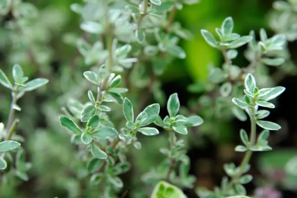 How to grow thyme