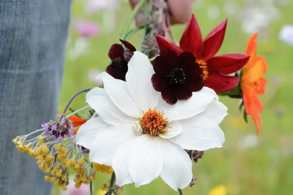 Hvordan heve kuttede blomster fra frø