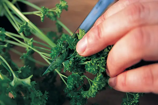 Cutting fresh herbs