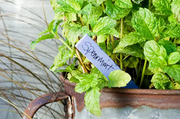 Spearmint growing in a pot