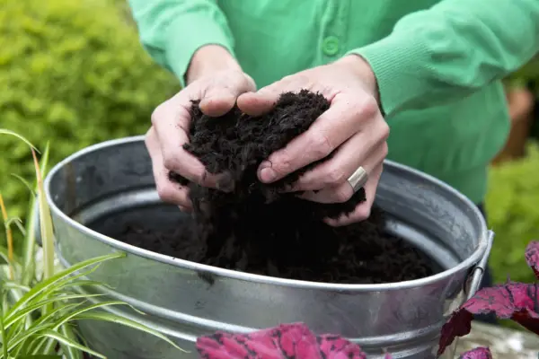 Adding compost to the container
