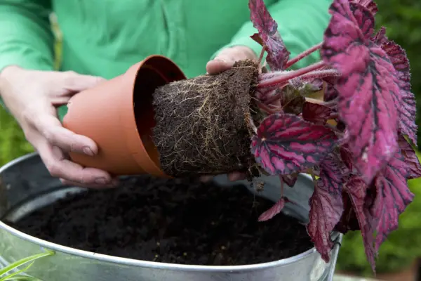 Planting the begonia