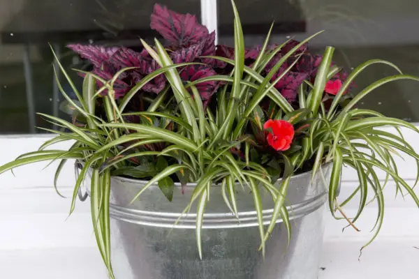 Afișare cu oală de plante begonia și păianjen