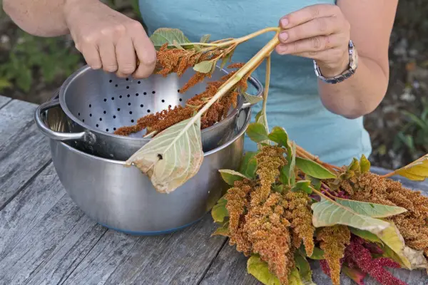 Stripping seeds from Amaranthus
