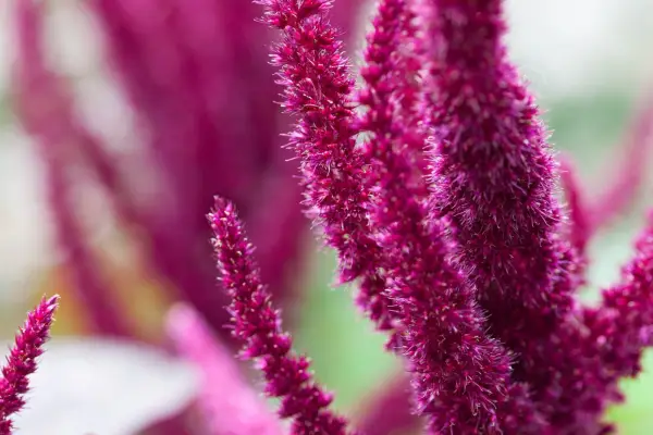 Love lies bleeding flower