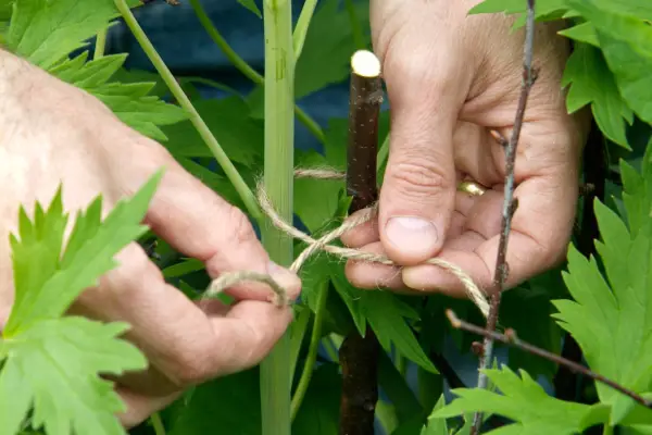 Tying in larkspur stem to a support