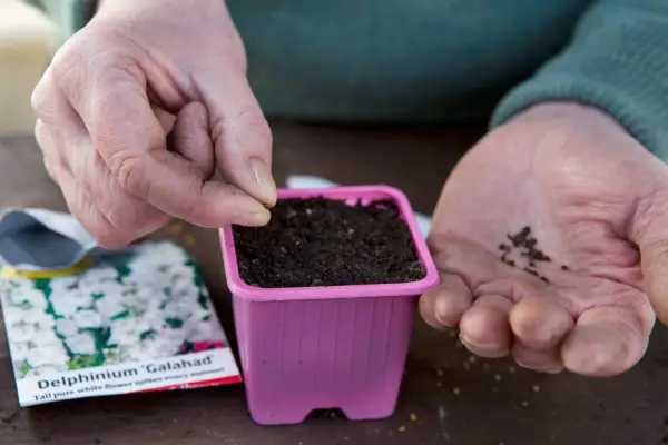 Sowing larkspur seed