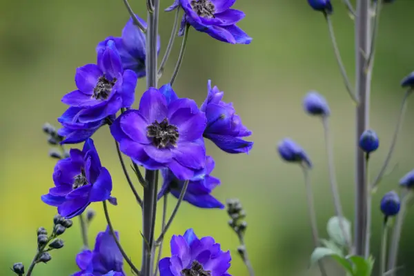 Delphinium 