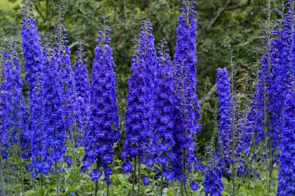 How to grow delphiniums – Delphinium 