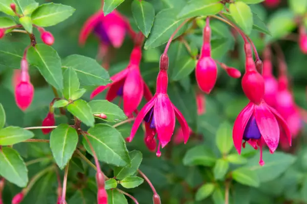 Intense purple and pink blooms of Fuchsia 