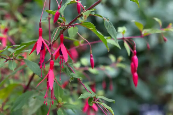 Tapering pink and purple flowers of Fuchsia magellanica