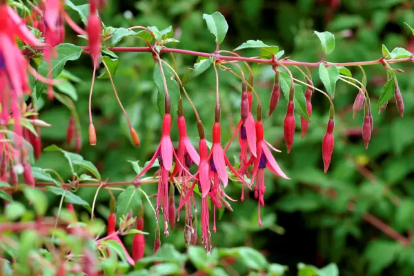 Hardy fuchsia growing in a mixed border. Getty Images