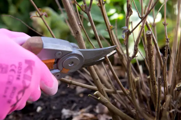 Pruning a hardy fuchsia back to just above the ground. Sarah Cuttle