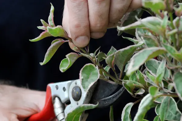 Taking hardy fuchsia cuttings. Tim Sandall