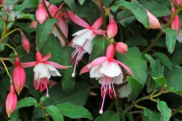 Soft-pink and white blooms of Fuchsia 