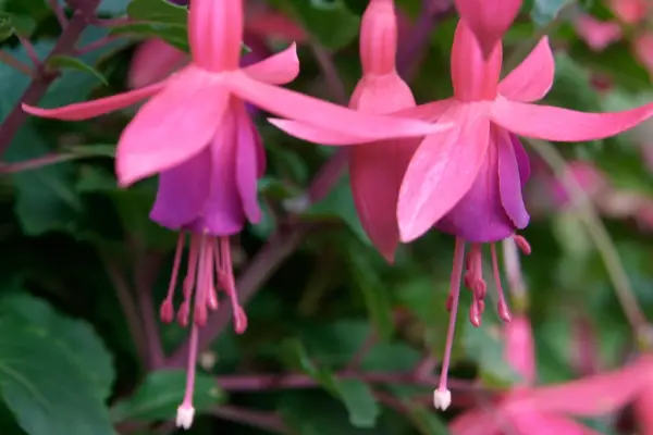 Dusky-pink and vivid-purple blooms of Fuchsia 