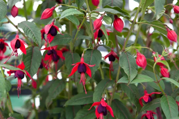 Deep-purple and red-pink blooms of Fuchsia 
