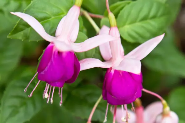 Pale-pink and bright-purple flowers of Fuchsia 