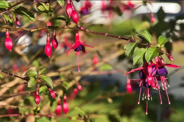 Hardy fuchsia 