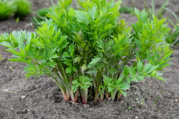 How to grow lovage - lovage growing in the ground. Getty Images