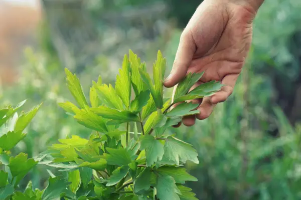 How to grow lovage - harvesting lovage. Getty Images