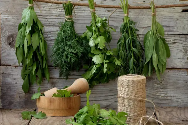 Hvordan dyrke lovage