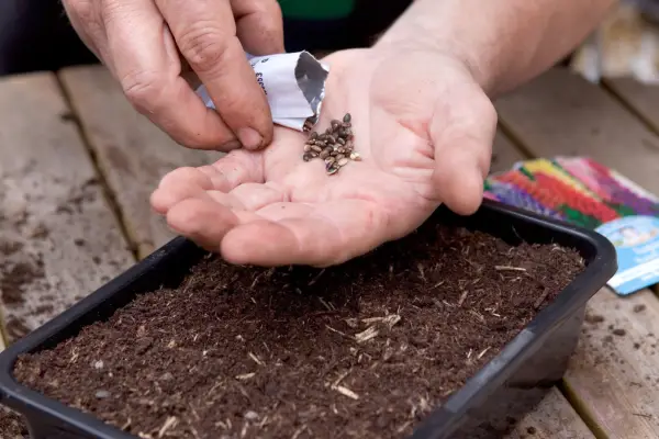 Sowing lupin seeds