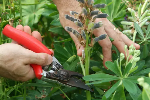 Deadheading spent lupin flowers