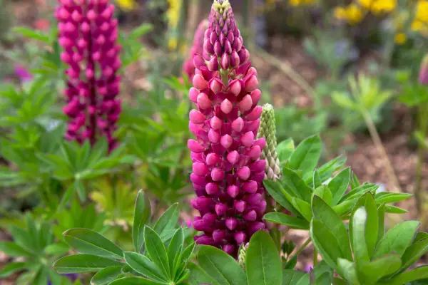 How to grow lupins - great lupins to grow: