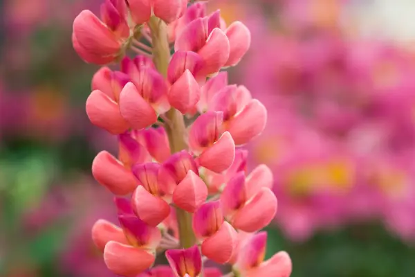 How to grow lupins - Lupin 