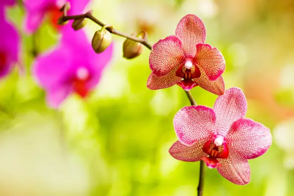 Pink and lemon phalaenopsis blooms
