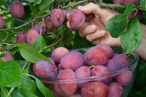 How to grow plums - where to grow plums