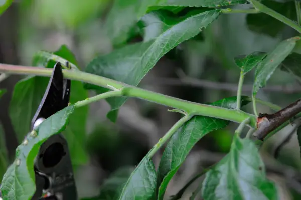 Pruning a plum in summer to avoid silver leaf disease