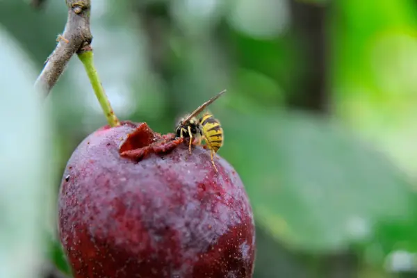 Wasp feeding on plum fruit