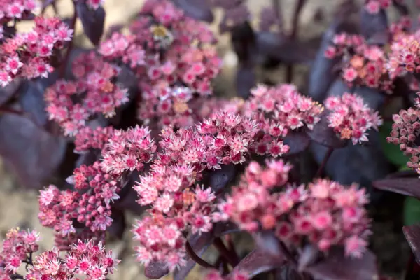 Flowering sedum (Hylotelephium)