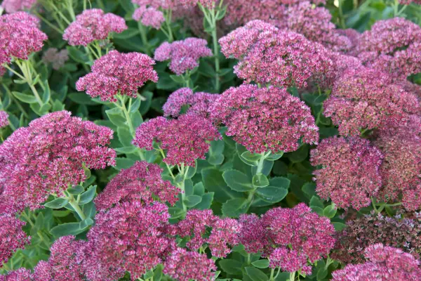 Jak wyhodować sedum (stonecrop)