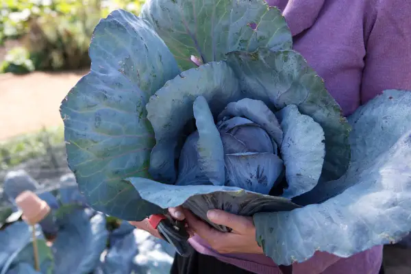 How to grow cabbages - cabbage 