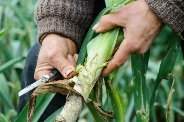 Cum să crești prazul